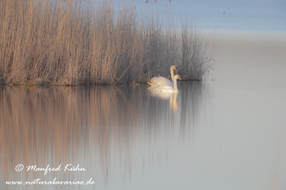 Federsee (Baden-Wuerttemberg)_0103