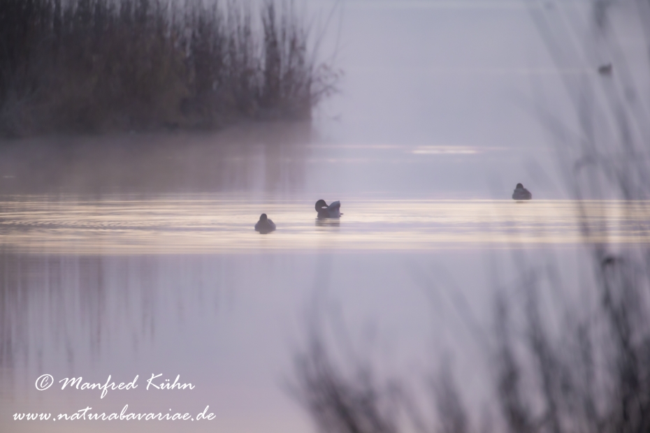 Federsee (Baden-Wuerttemberg)_0110
