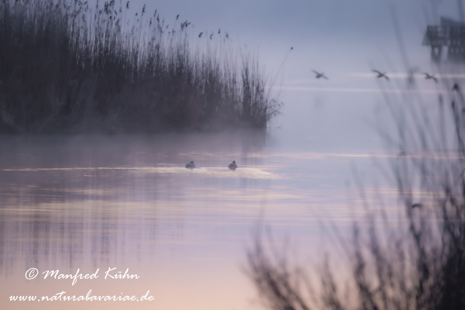 Federsee (Baden-Wuerttemberg)_0111