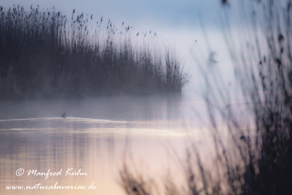 Federsee (Baden-Wuerttemberg)_0112