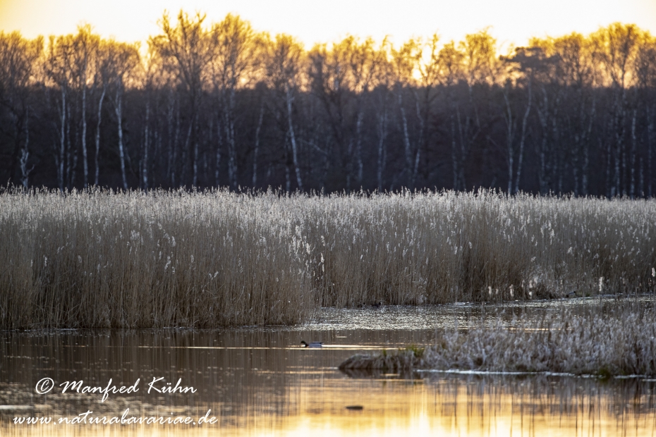 Federsee (Baden-Wuerttemberg)_0113