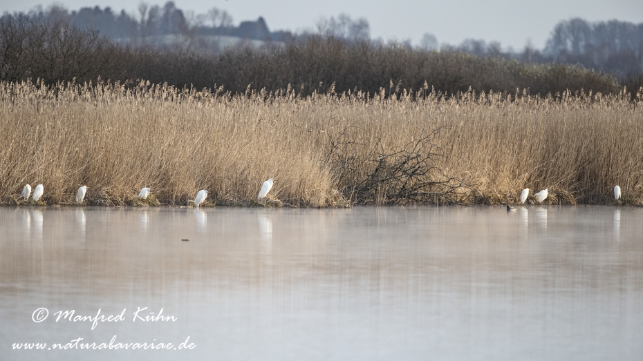 Federsee (Baden-Wuerttemberg)_0114