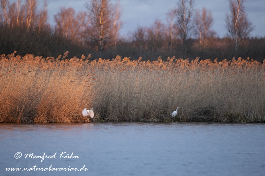 Federsee (Baden-Wuerttemberg)_0115
