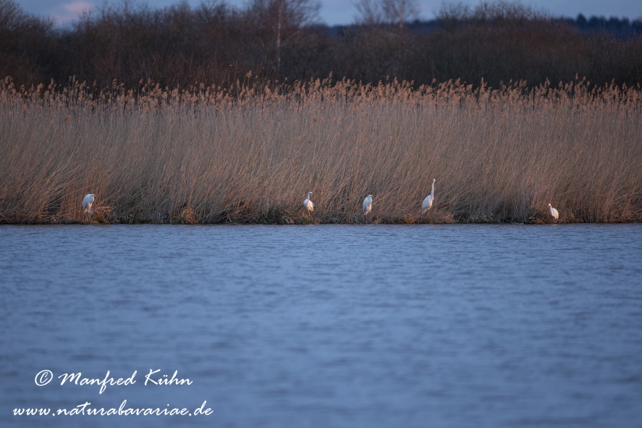 Federsee (Baden-Wuerttemberg)_0116