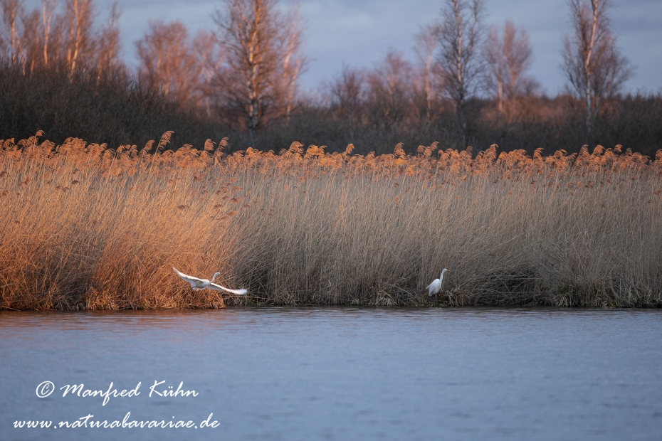 Federsee (Baden-Wuerttemberg)_0117