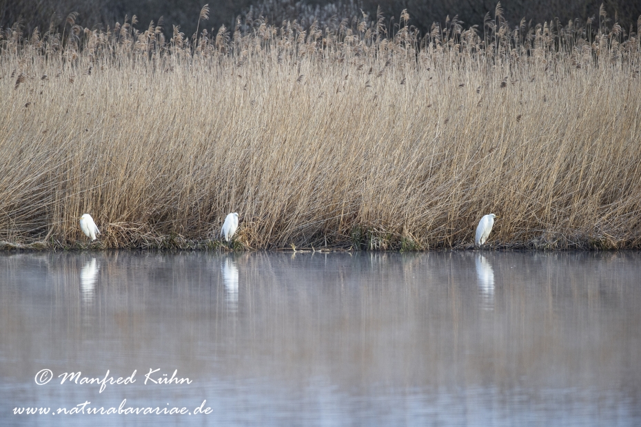 Federsee (Baden-Wuerttemberg)_0118
