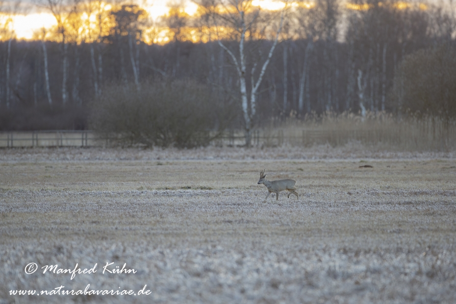 Federsee (Baden-Wuerttemberg)_0121
