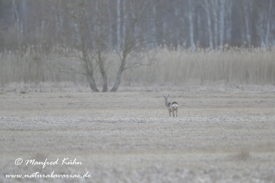 Federsee (Baden-Wuerttemberg)_0124