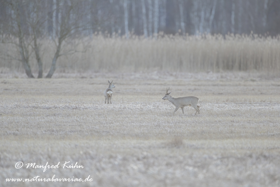 Federsee (Baden-Wuerttemberg)_0125