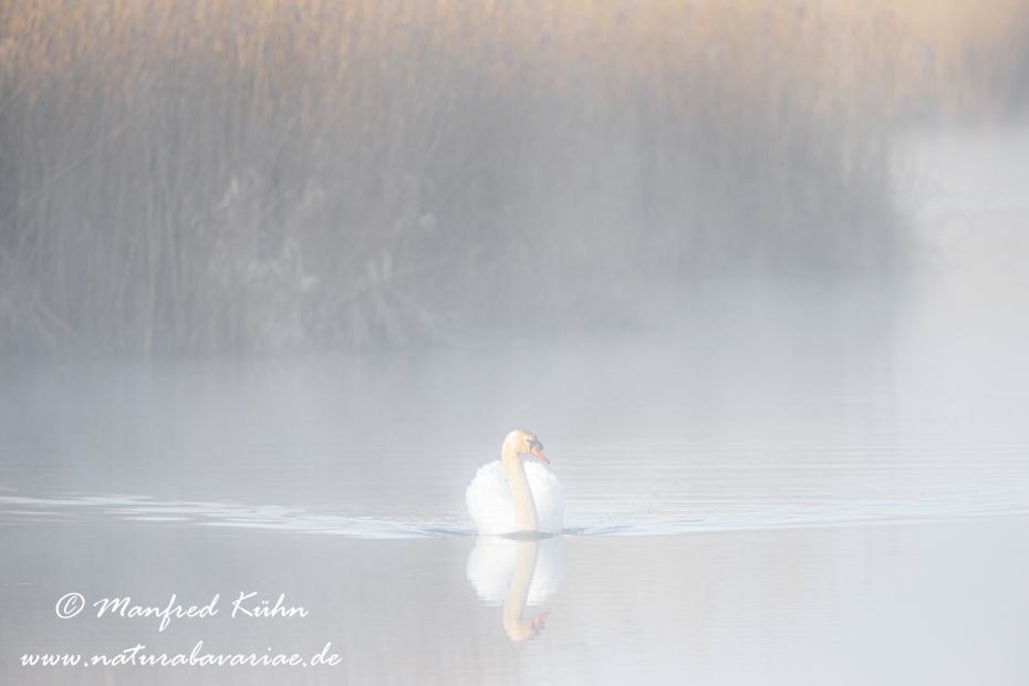 Federsee (Baden-Wuerttemberg)_0119