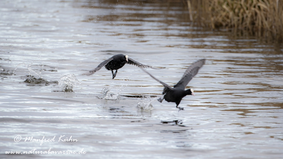 Federsee-Blaesshuhn ()_0110