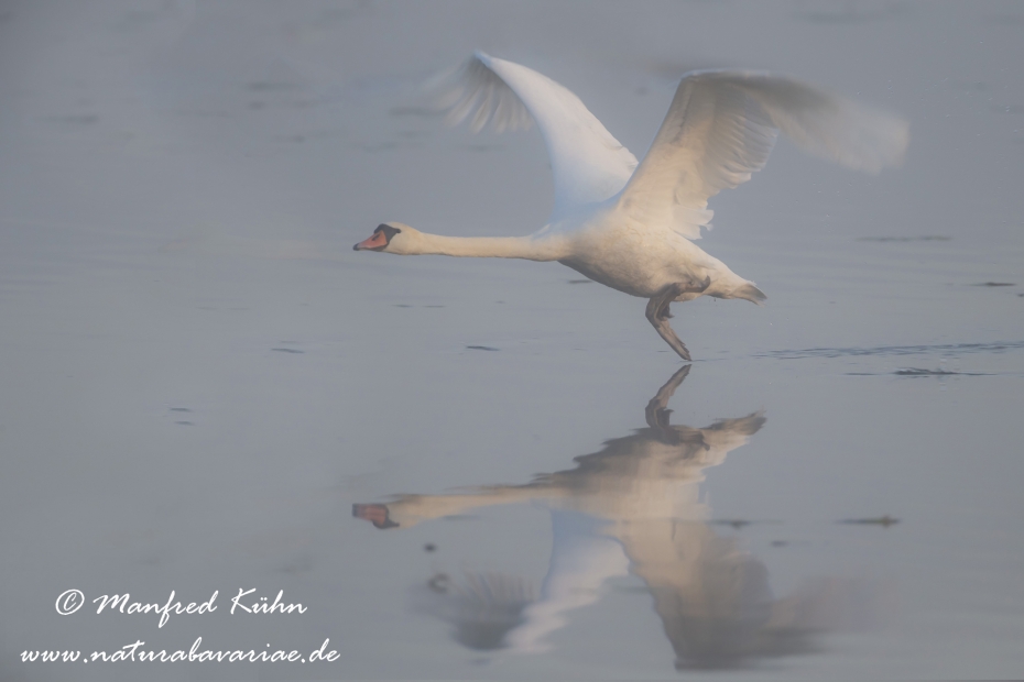Federsee-Hoeckerschwan ()_0012