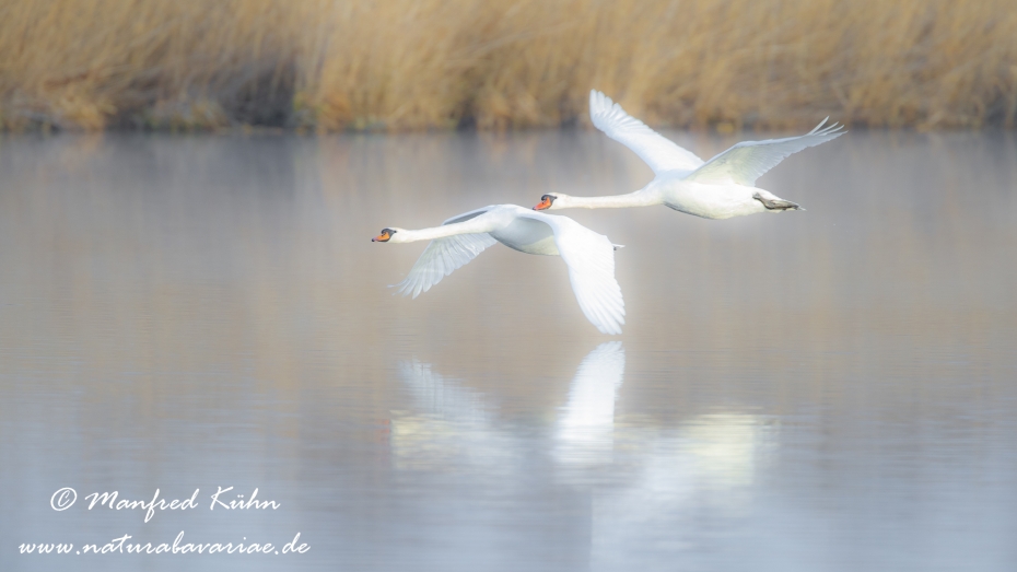 Federsee-Hoeckerschwan ()_0155
