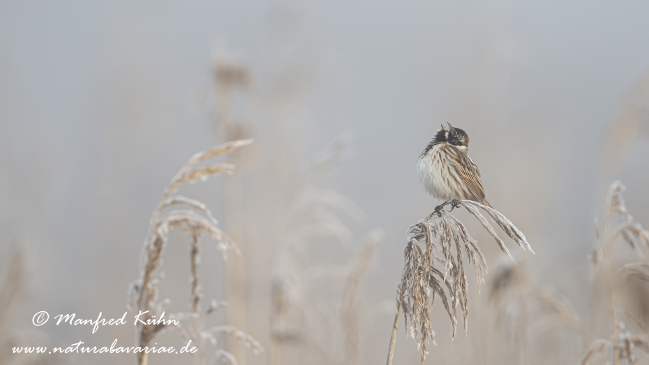 Federsee-Rohrammer ()_0024