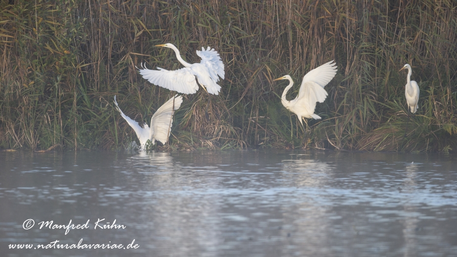 Federsee-Silberreiher ()_0064