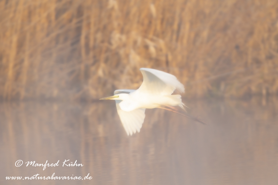 Federsee-Silberreiher ()_0070