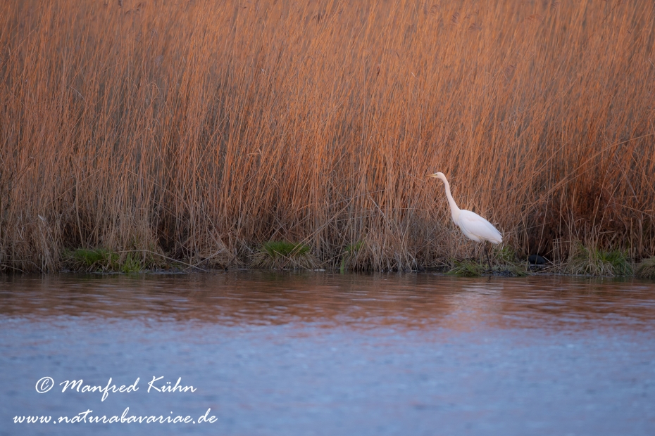 Federsee-Silberreiher ()_0072