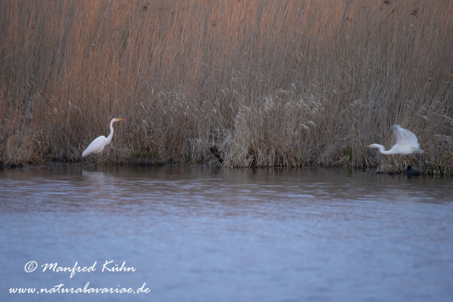 Federsee-Silberreiher ()_0076