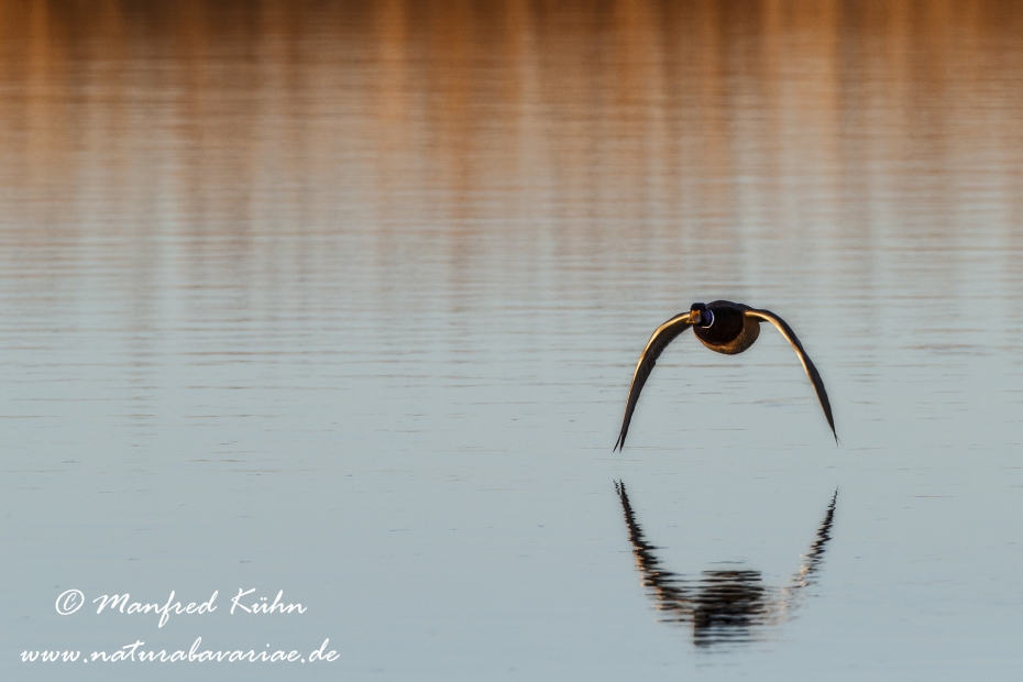 Federsee-Stockente ()_0102