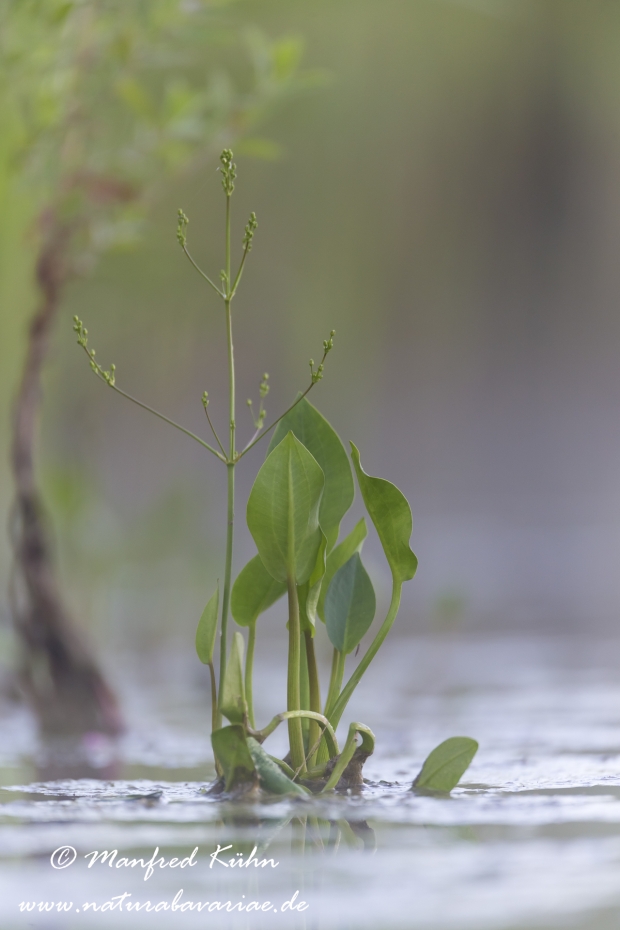 Froschloeffel (gewoehnlicher)_0010
