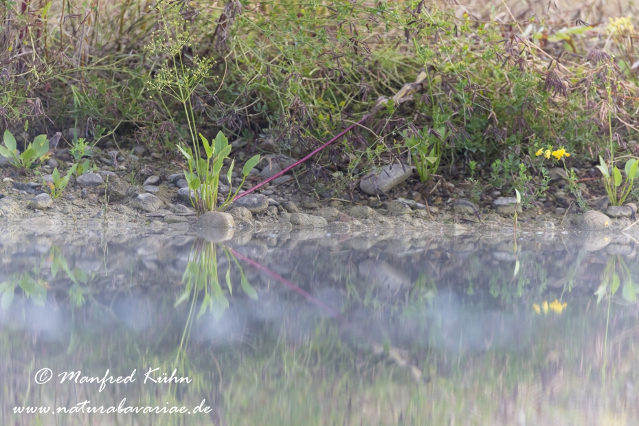 Froschloeffel (gewoehnlicher)_0011
