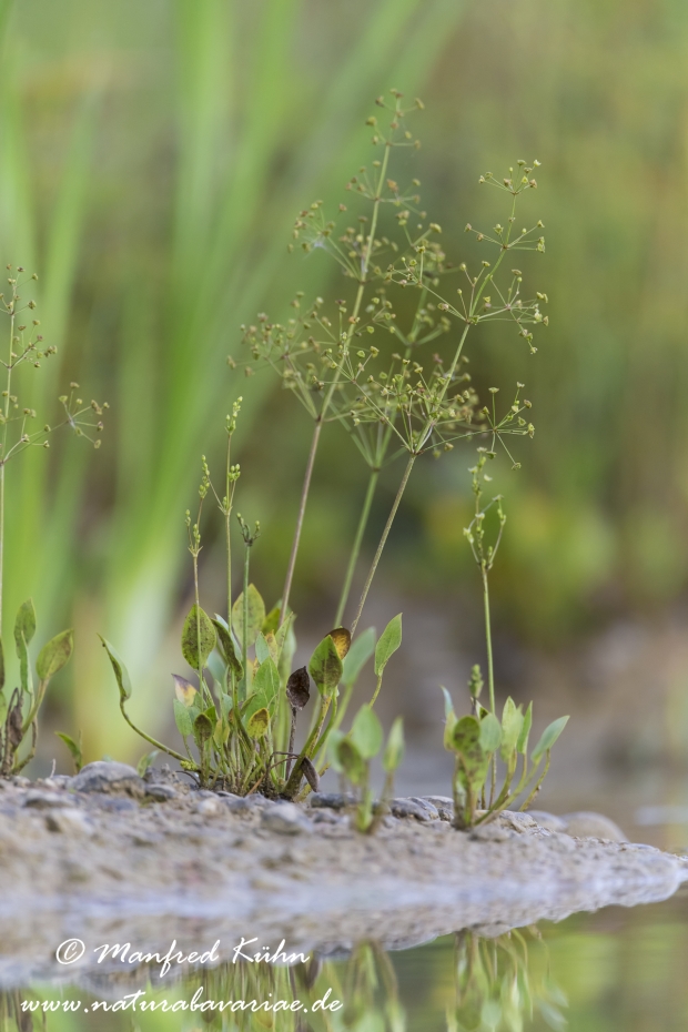 Froschloeffel (gewoehnlicher)_0013