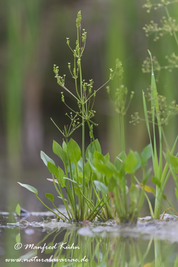 Froschloeffel (gewoehnlicher)_0015