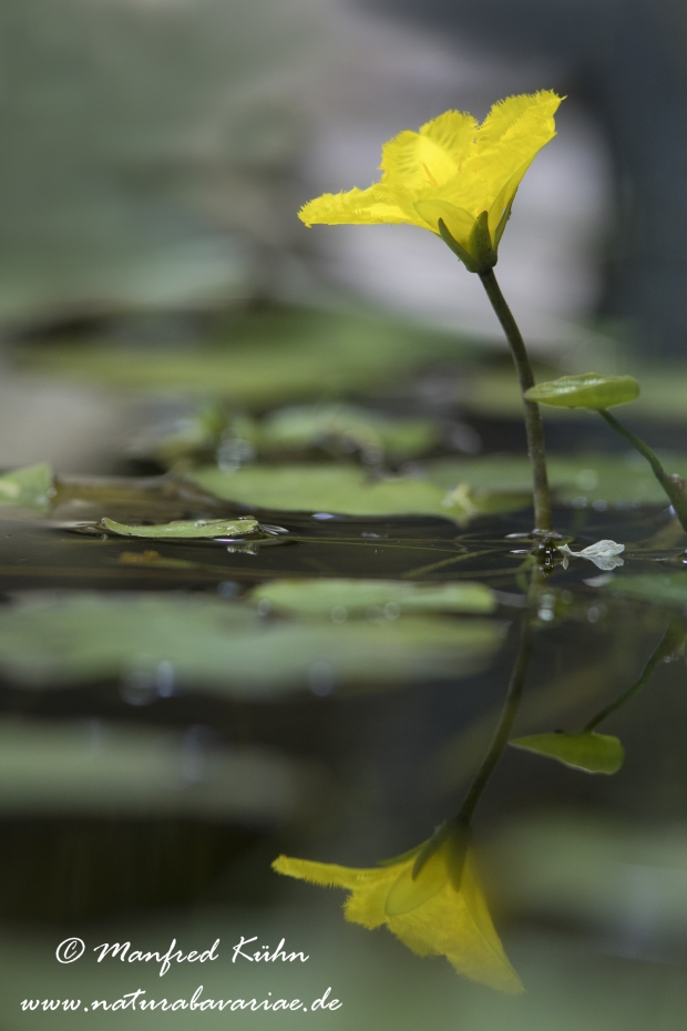 Seekanne (Europaeische)_0006
