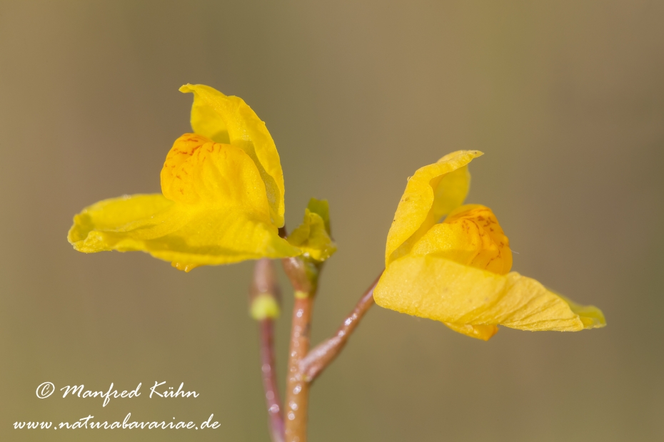 Wasserschlauch (Suedlicher)_0001