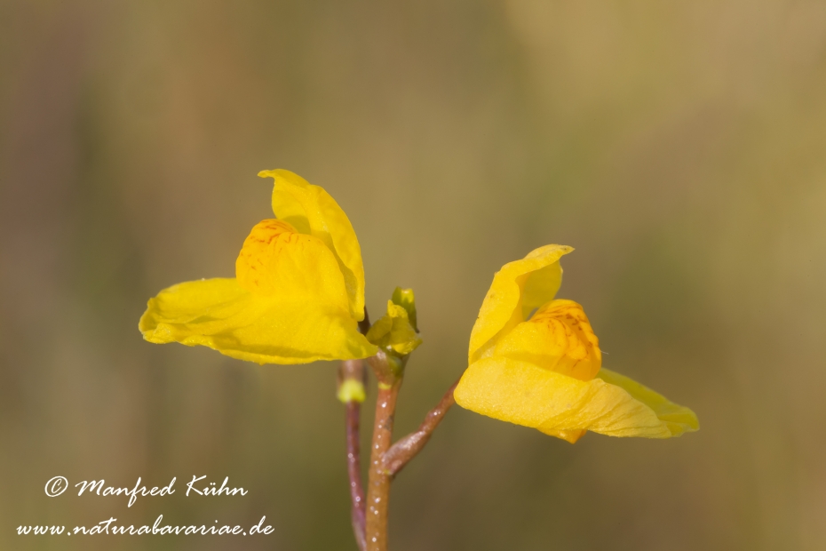 Wasserschlauch (Suedlicher)_0004