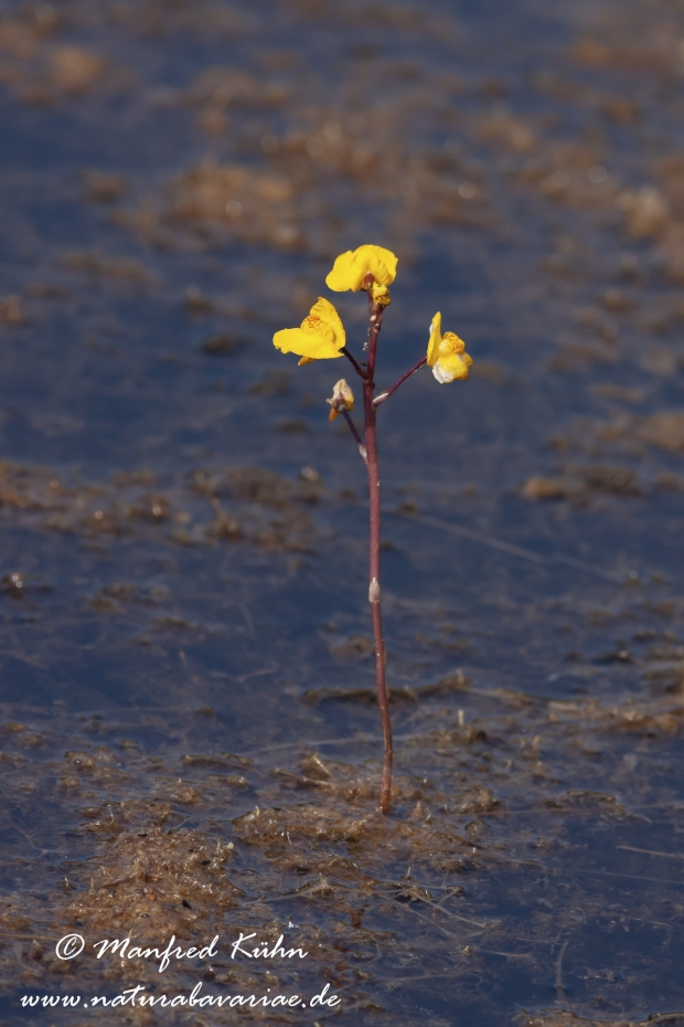 Wasserschlauch (Suedlicher)_0006