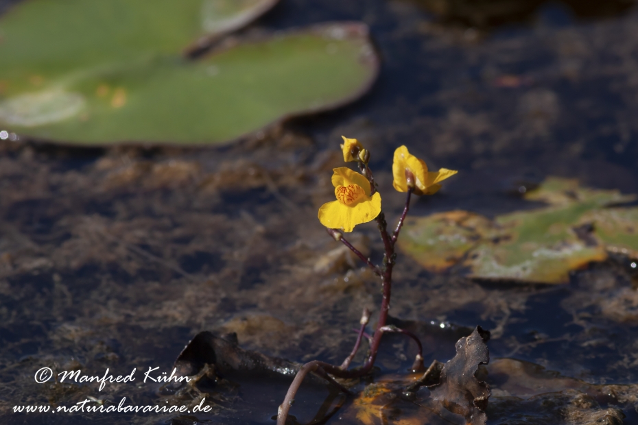 Wasserschlauch (Suedlicher)_0008