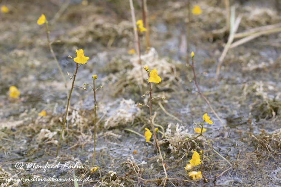 Wasserschlauch (Suedlicher)_0012