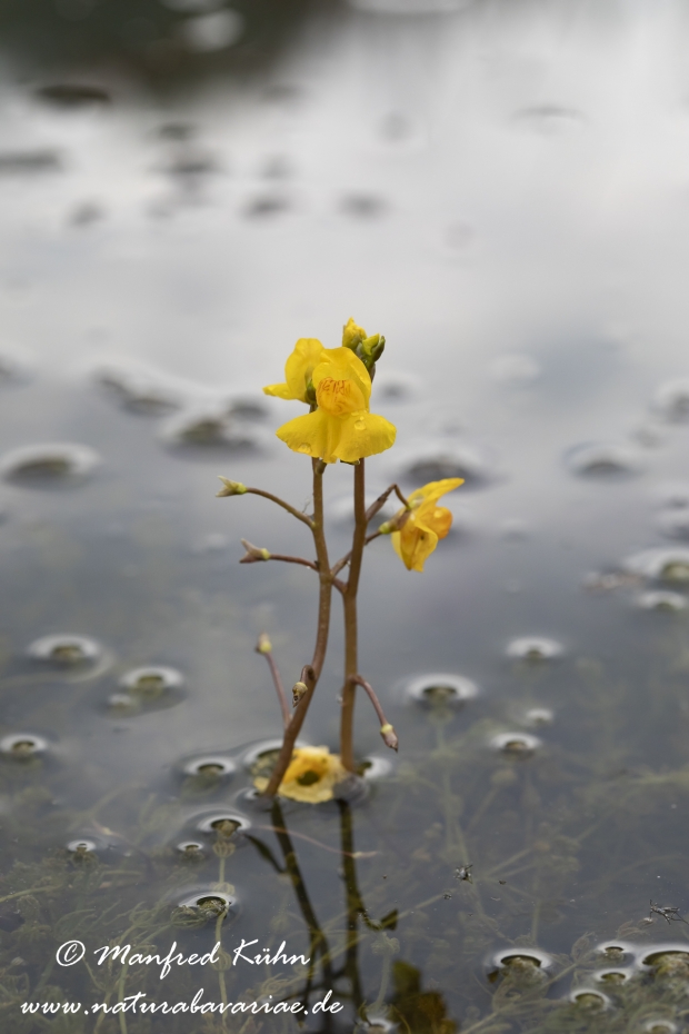 Wasserschlauch (Suedlicher)_0014