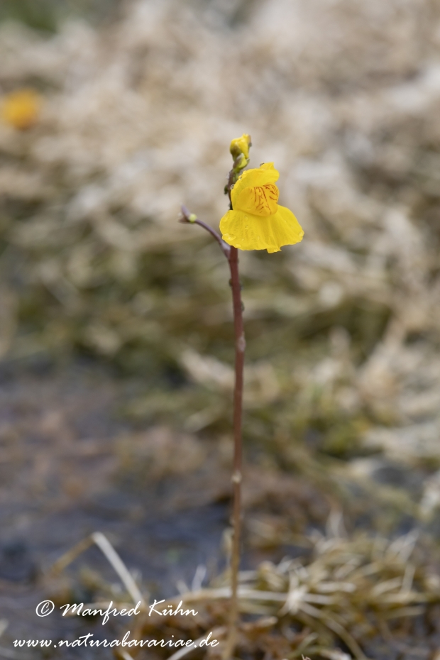 Wasserschlauch (Suedlicher)_0018