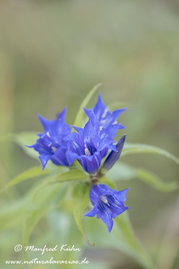 Enzian (Schwalbenwurz)_0006