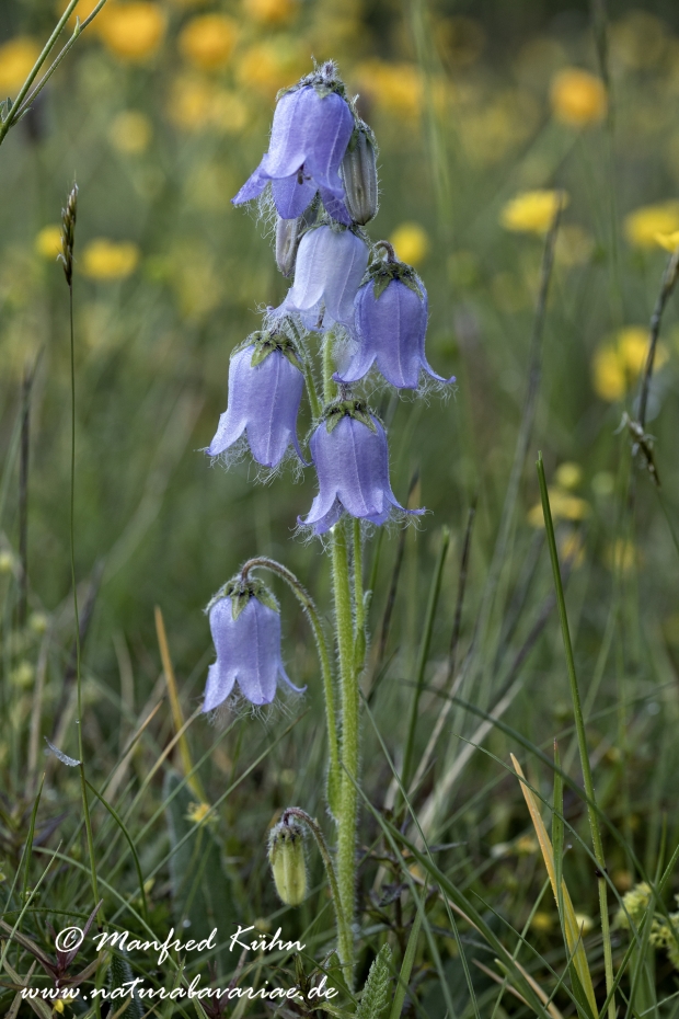 Glockenblume (baertige)_0002