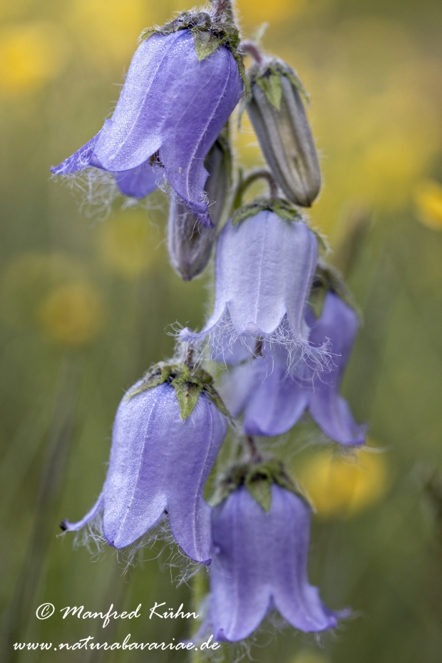 Glockenblume (baertige)_0010