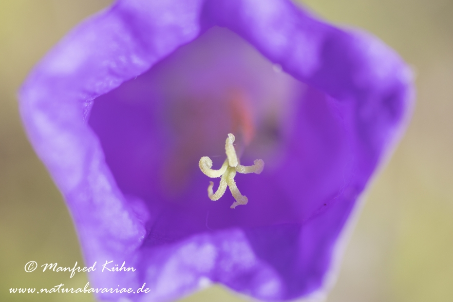 Glockenblume (Marien-)_0002