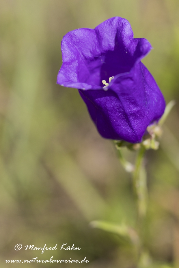 Glockenblume (Marien-)_0005