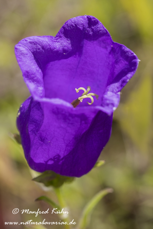Glockenblume (Marien-)_0012