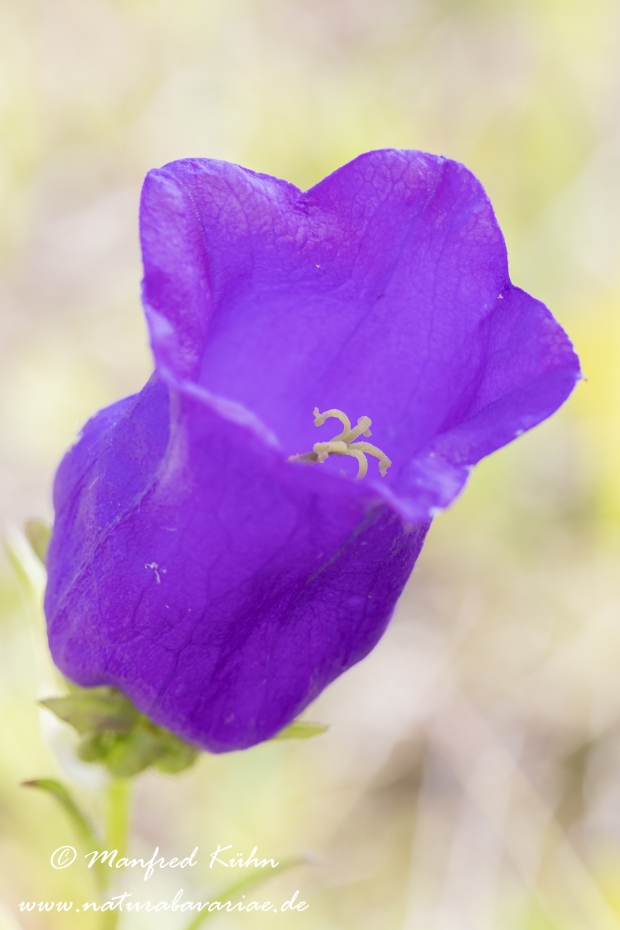 Glockenblume (Marien-)_0016