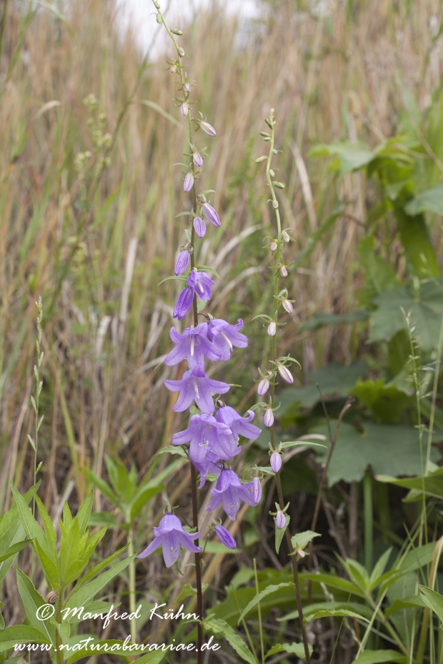 Glockenblume (Nesselblättrige)_0001