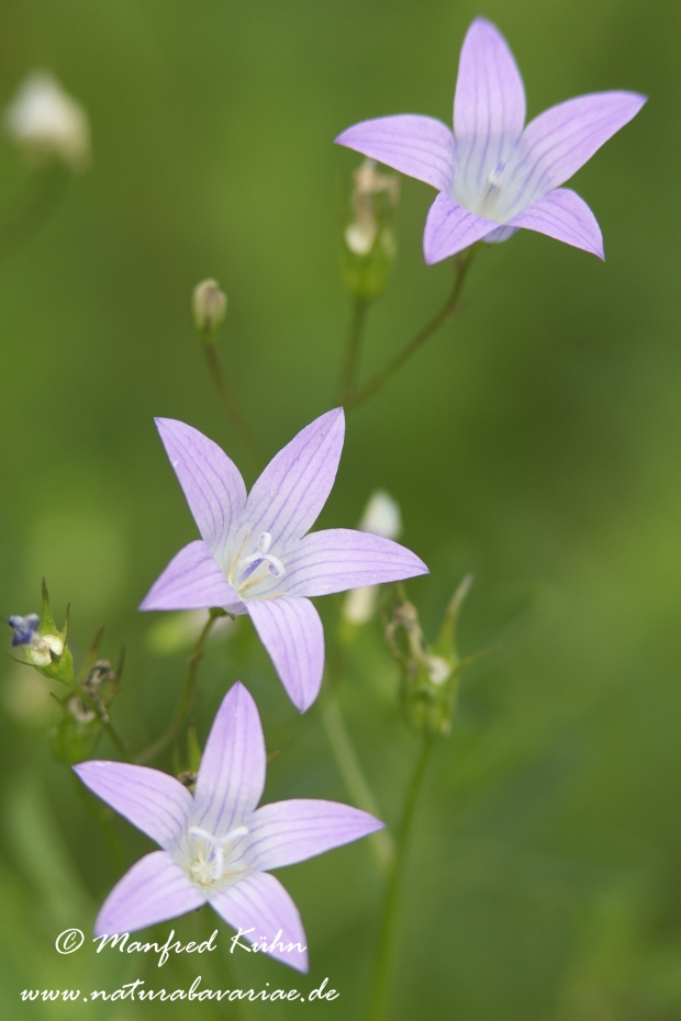 Glockenblume (Wiesen-)_0013