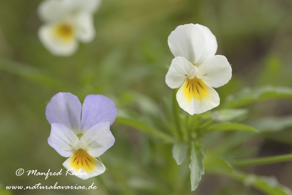 Stiefmuetterchen (Wildes)_0002
