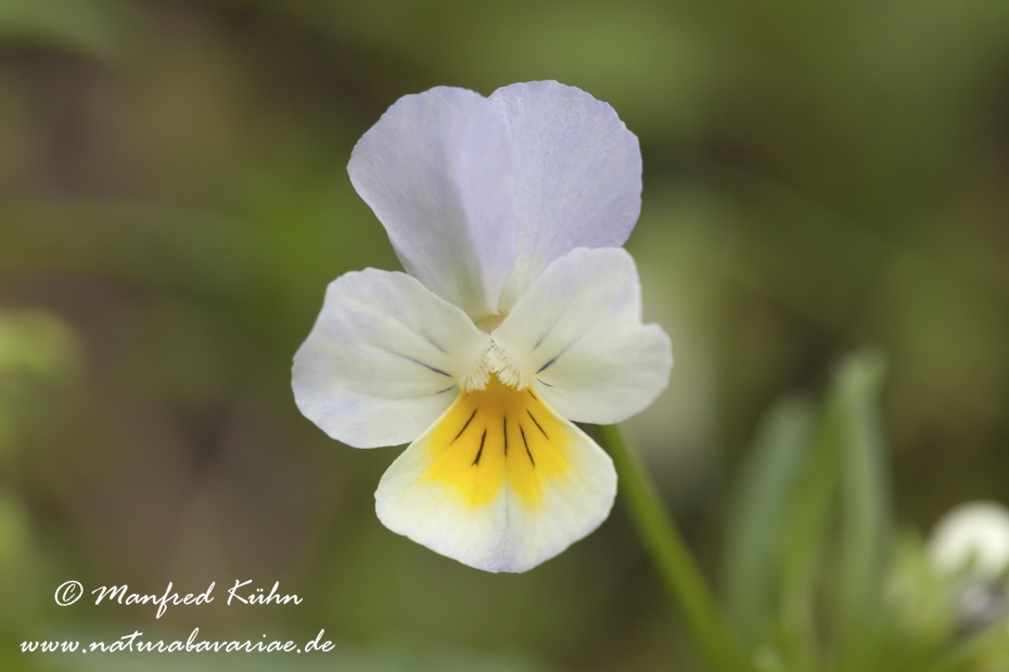 Stiefmuetterchen (Wildes)_0003