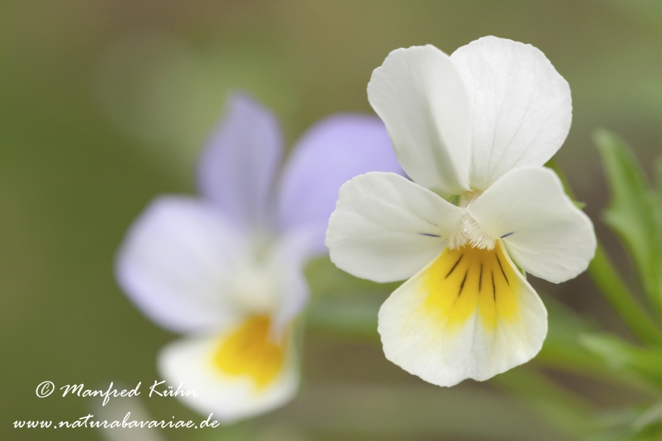 Stiefmuetterchen (Wildes)_0005