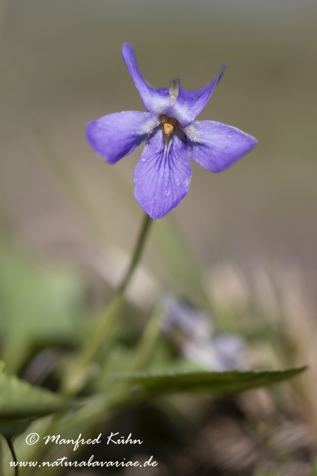 Veilchen (Hain-)_0003