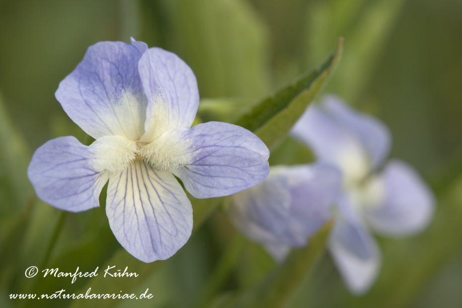 Veilchen (Hohes)_0004