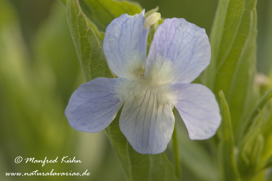 Veilchen (Hohes)_0008